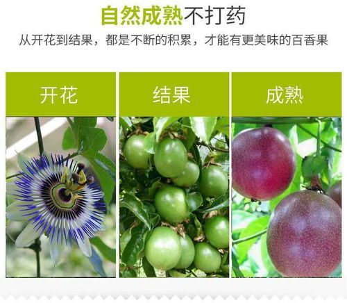 廣西百香果 從“雞蛋果”到孕婦摯愛的營(yíng)養(yǎng)鮮果